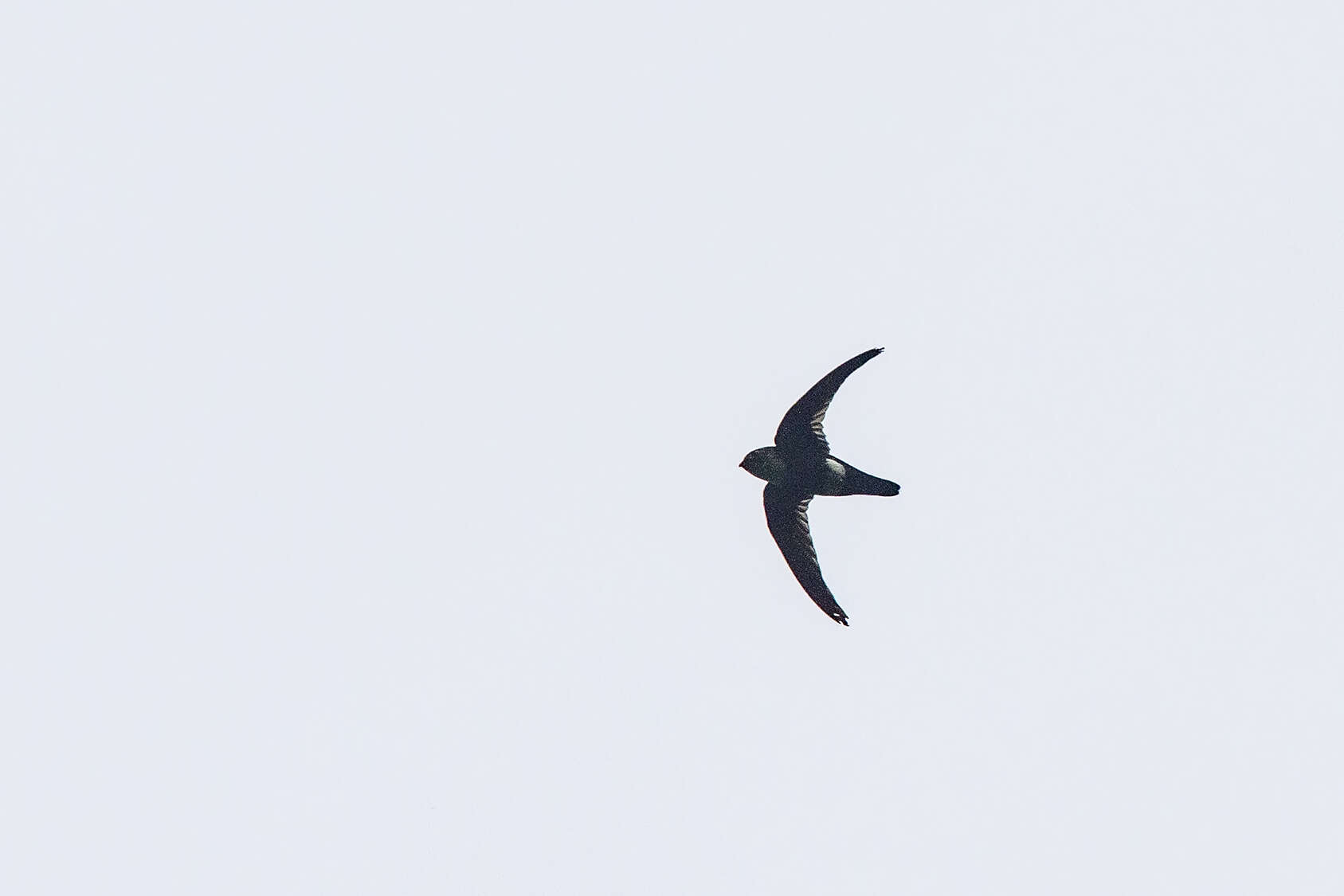 Image of White-tipped Swift