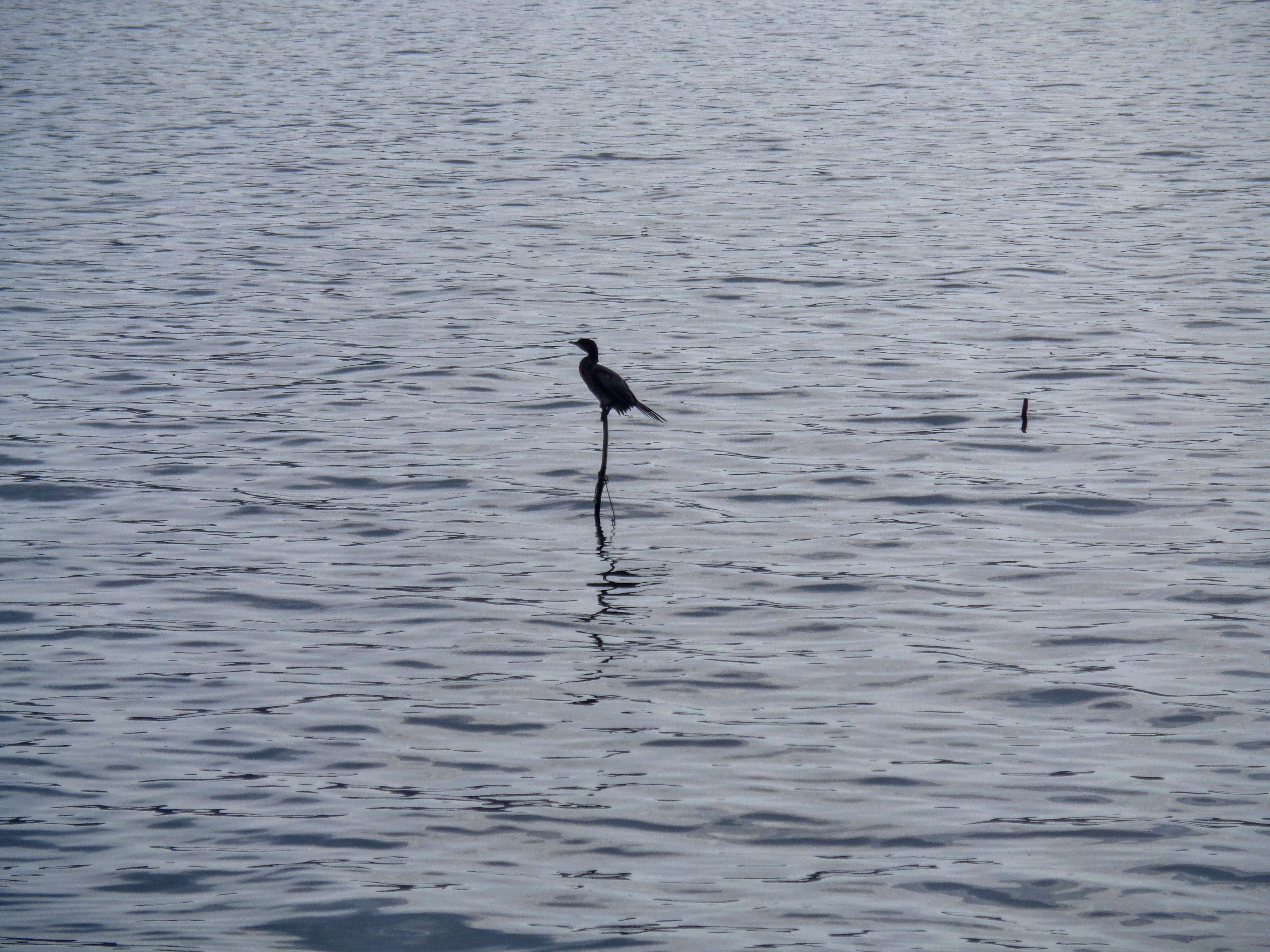 Image of Pygmy Cormorant