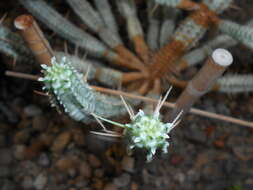 Слика од Euphorbia mammillaris L.