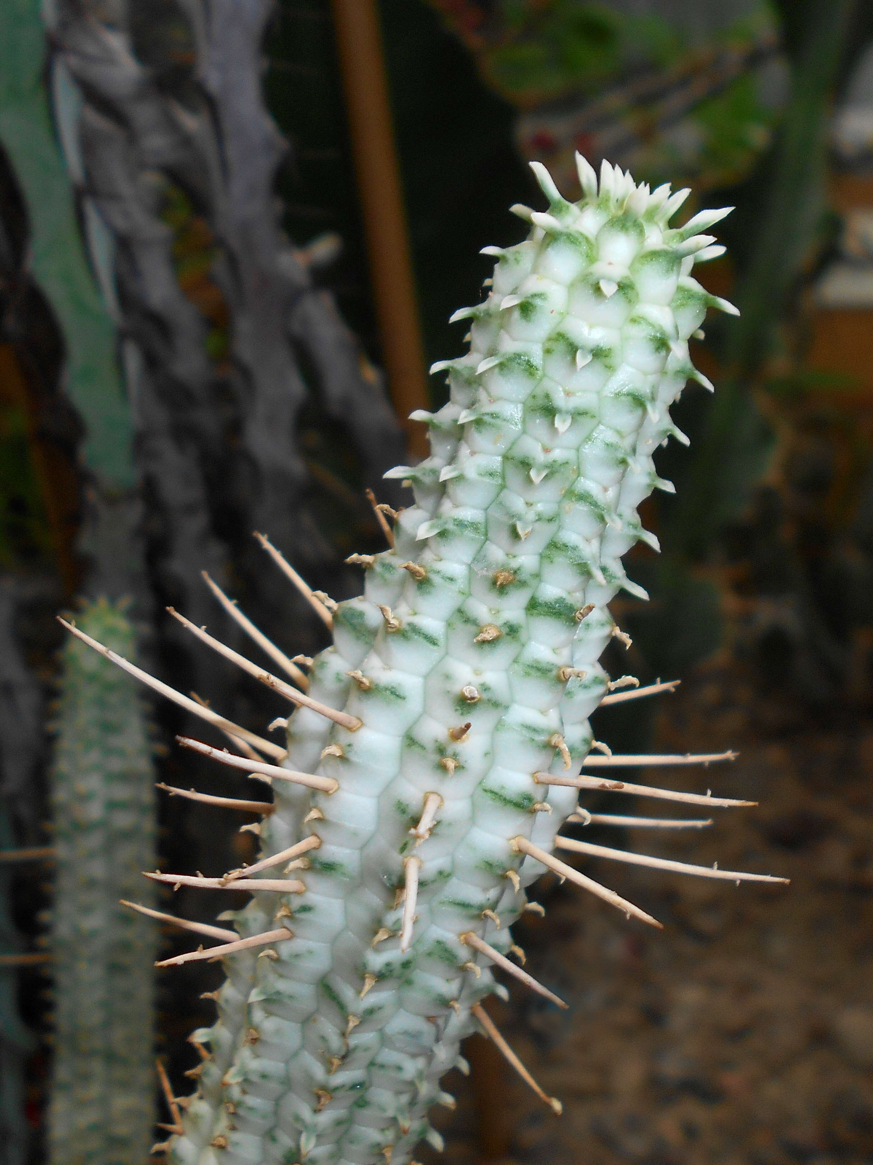 Слика од Euphorbia mammillaris L.