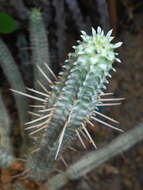 Слика од Euphorbia mammillaris L.