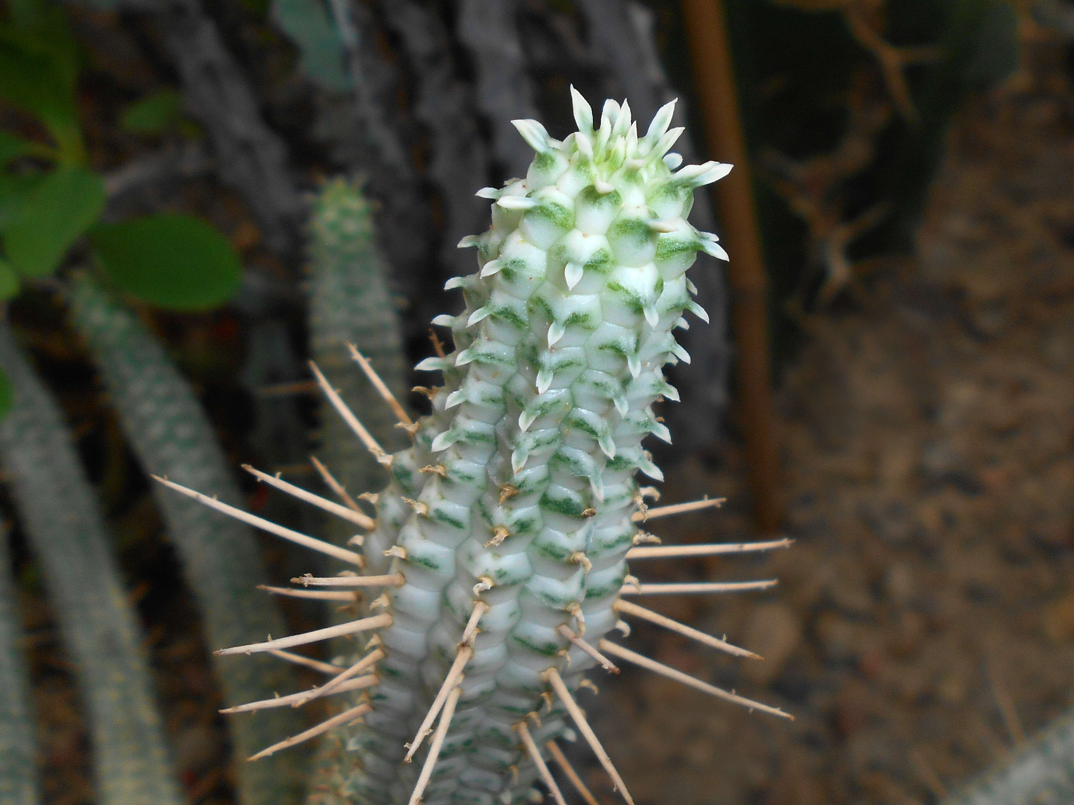 Слика од Euphorbia mammillaris L.