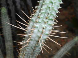 Слика од Euphorbia mammillaris L.