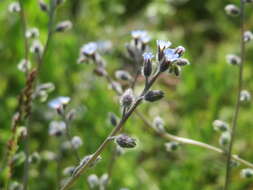 Image of strict forget-me-not