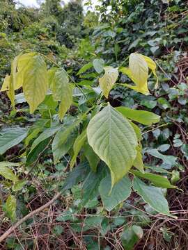 Image of Millettieae