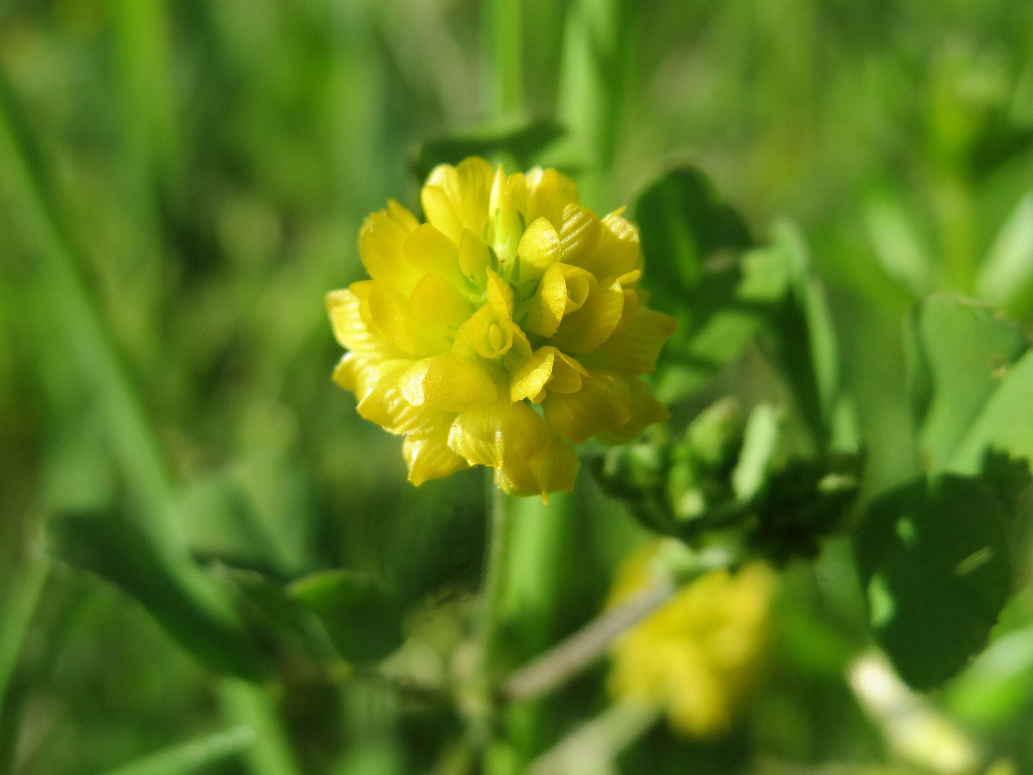 Image of field clover