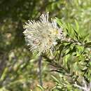 Image of Melaleuca capitata Cheel