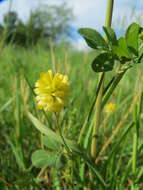 Image of field clover