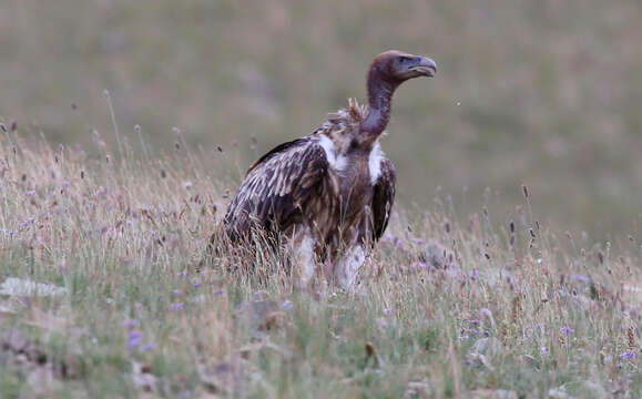 Слика од Gyps himalayensis Hume 1869