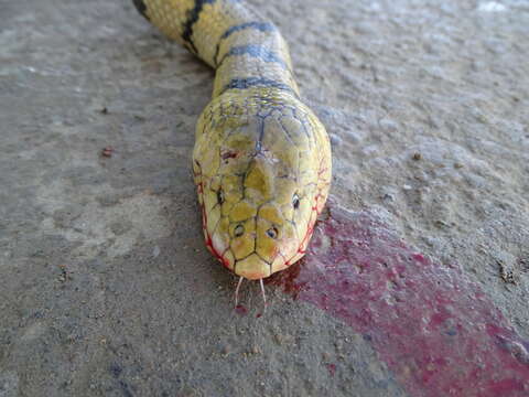 Image of Yellow Sea Snake