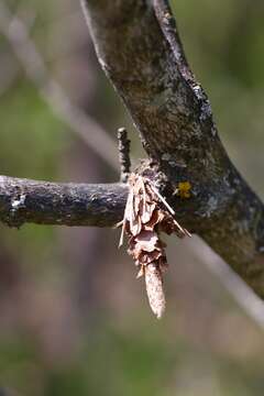 Image de Canephora hirsuta