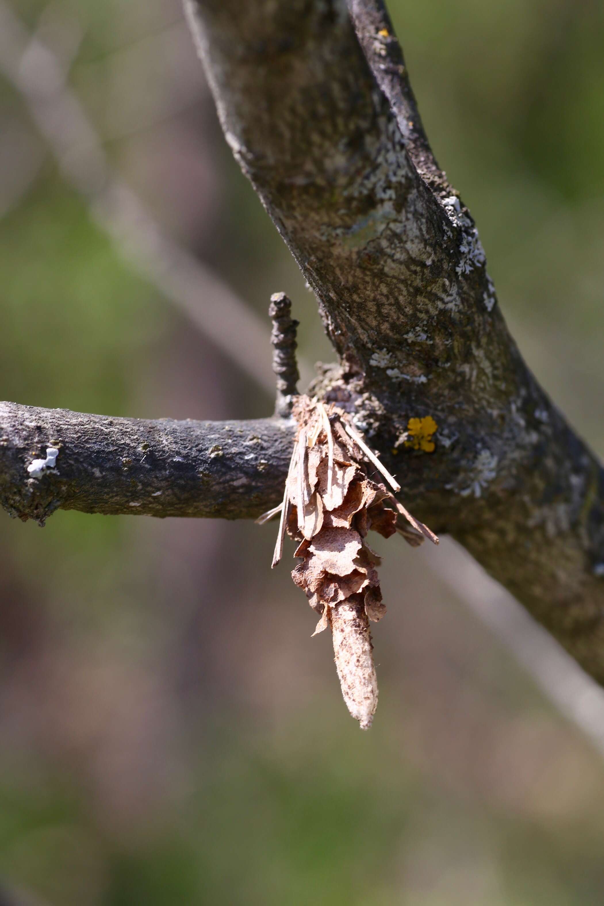 Canephora hirsuta resmi