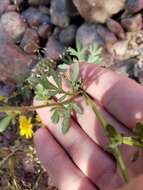 Image of ragleaf bahia