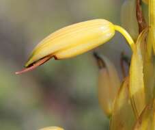 Image of Aloe microstigma subsp. microstigma