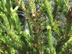 Image of eastern dwarf mistletoe