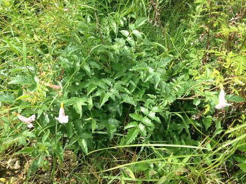 Image of Incarvillea diffusa Royle