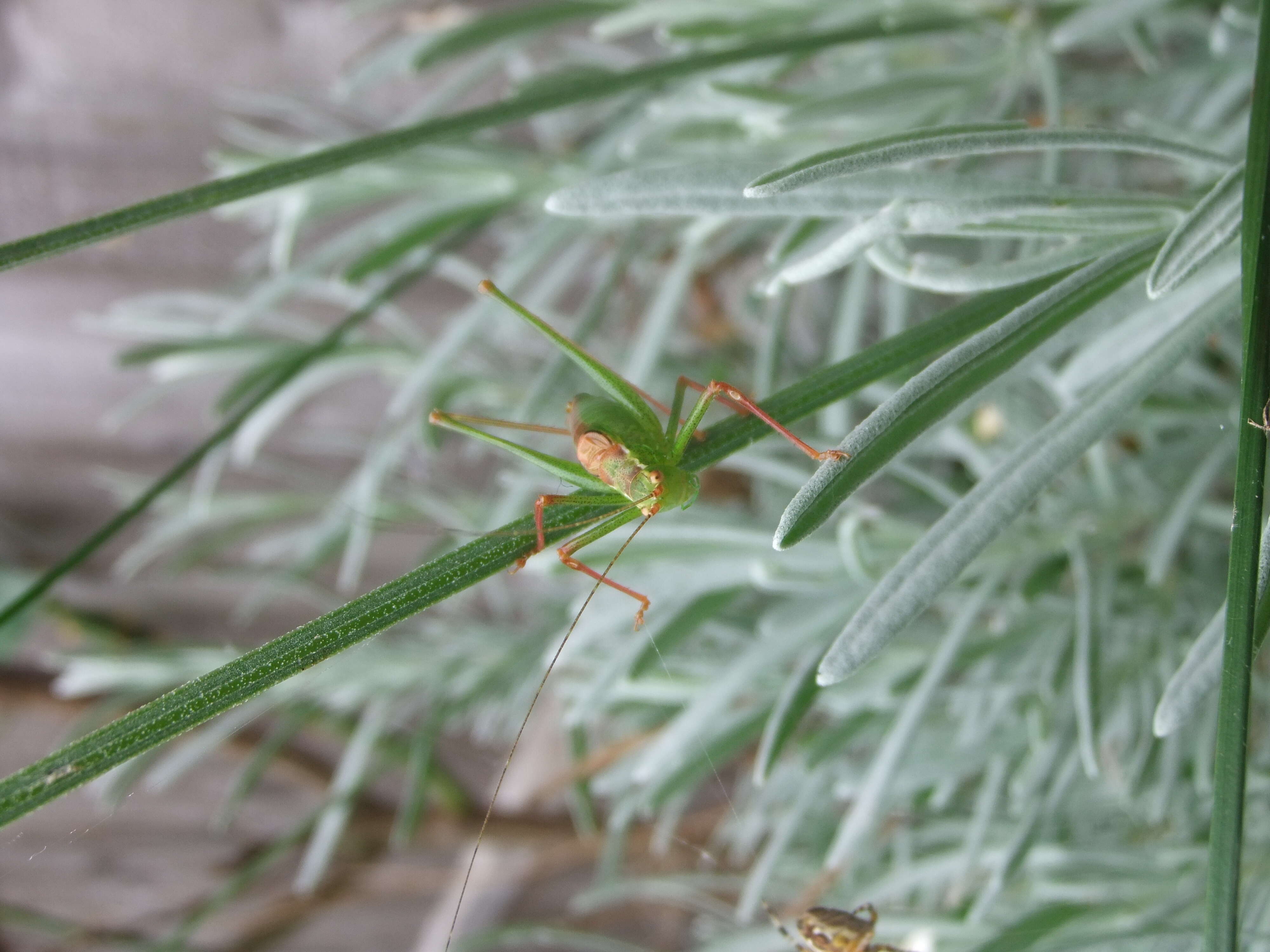 Image of speckled bush-cricket