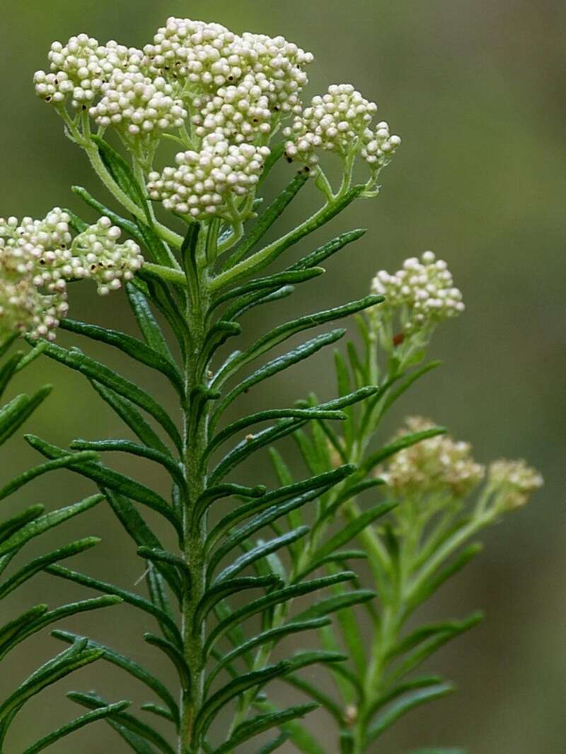 Image of Ozothamnus diosmifolius (Vent.) DC.