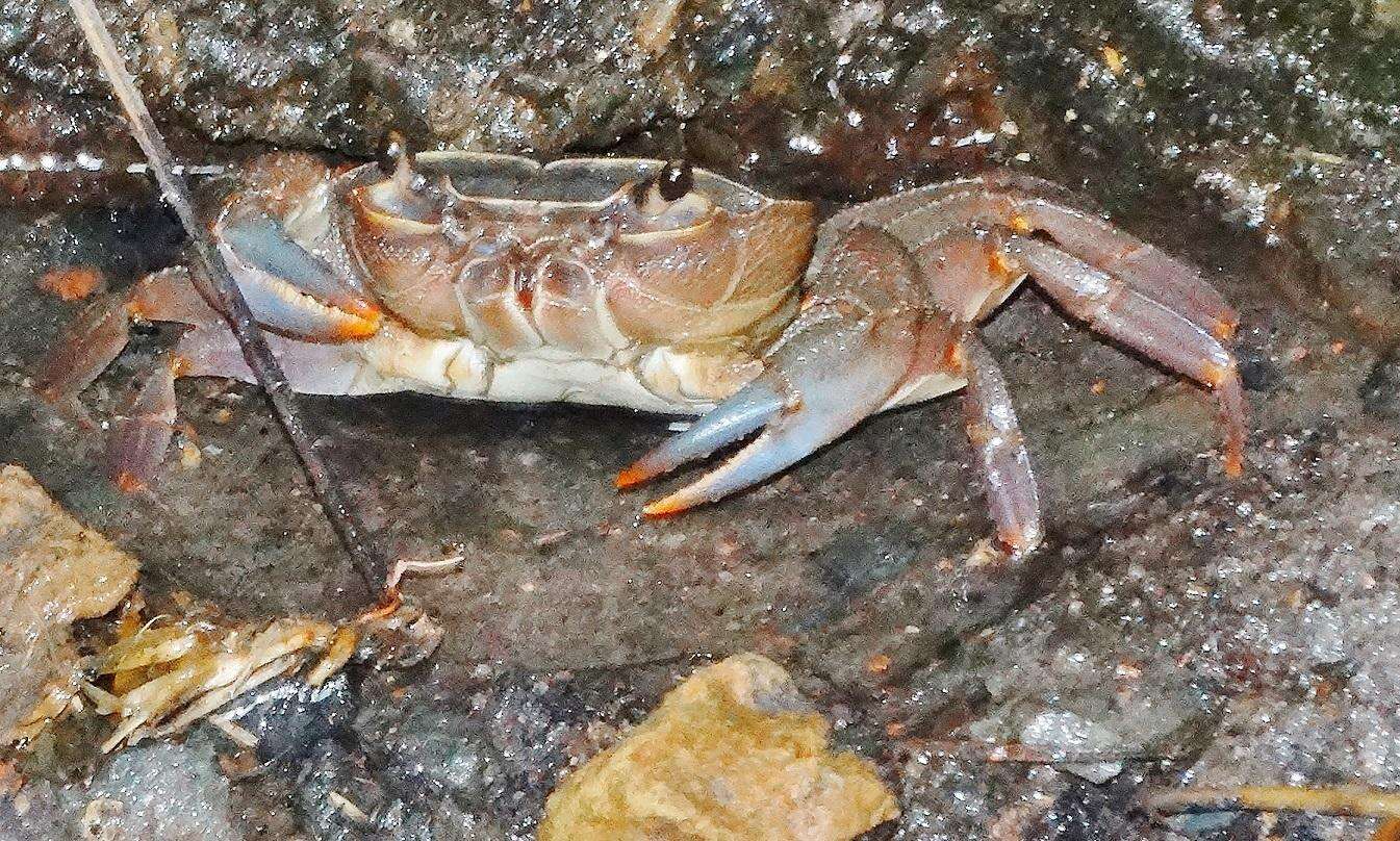 Image of Natal River Crab