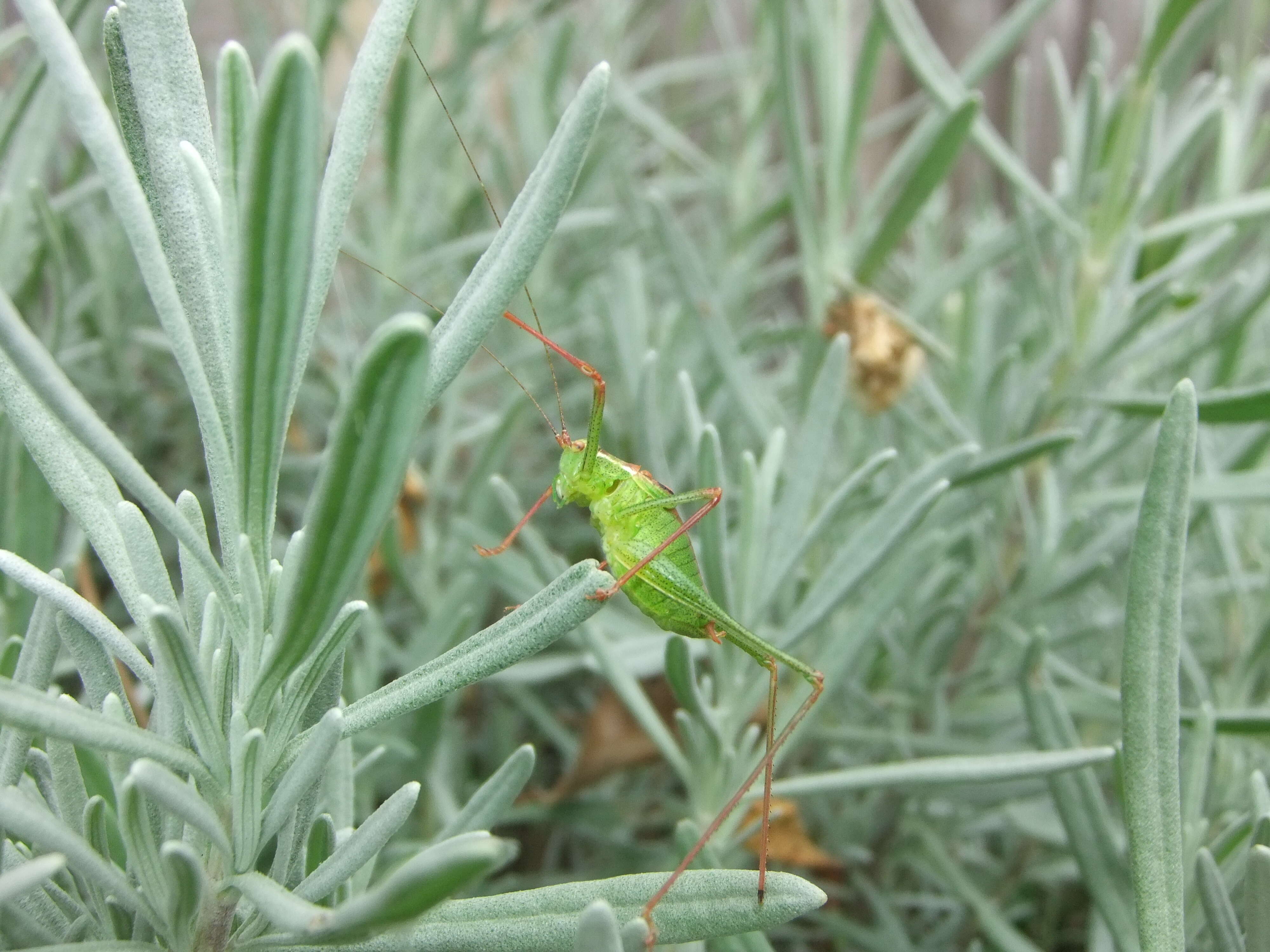 Image of speckled bush-cricket