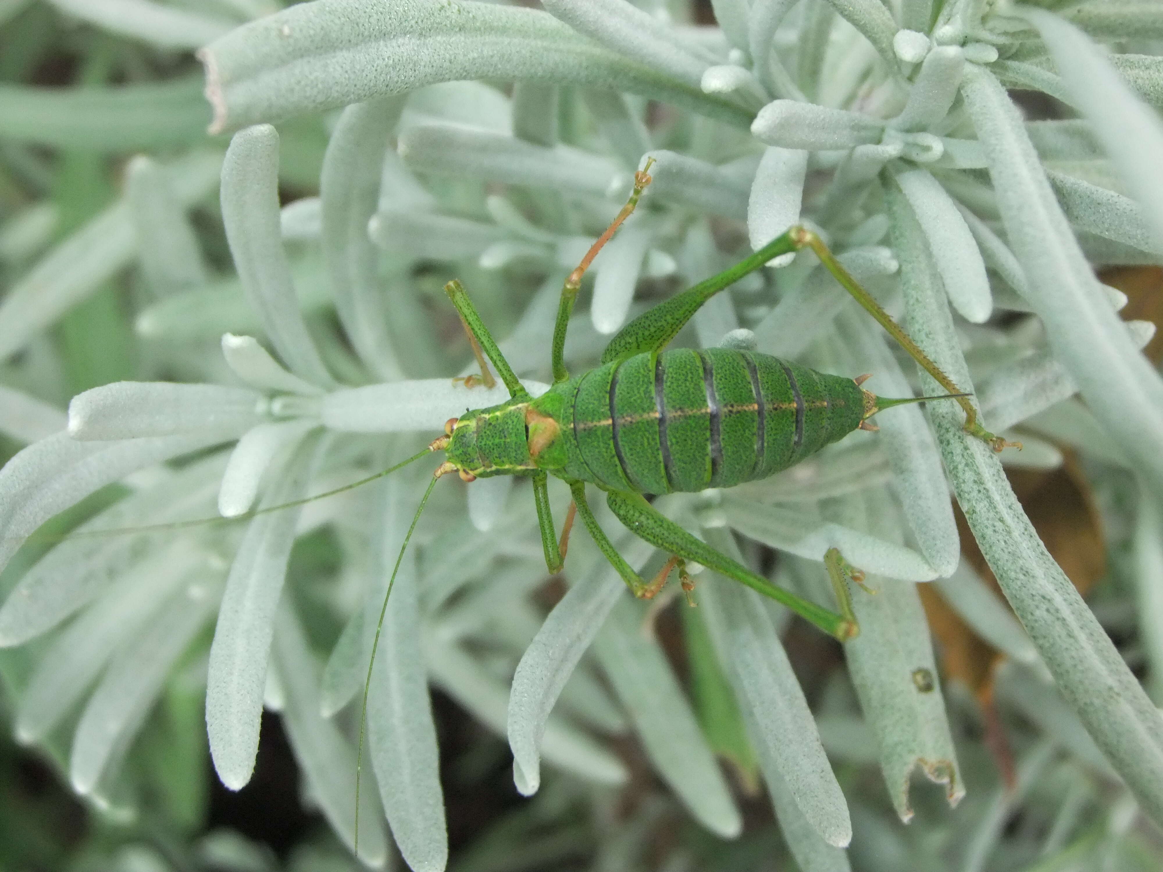 Image of speckled bush-cricket