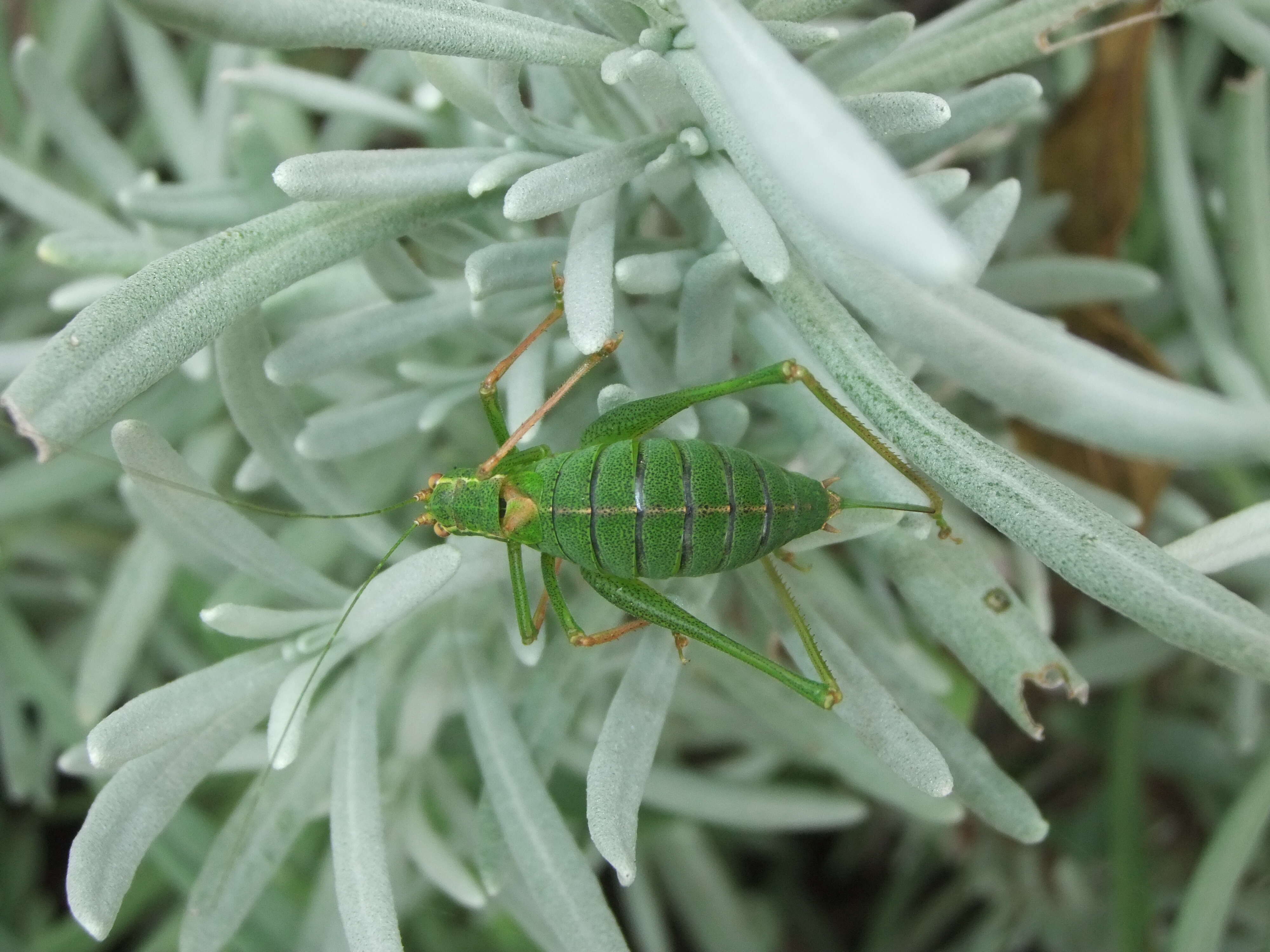 Image of speckled bush-cricket