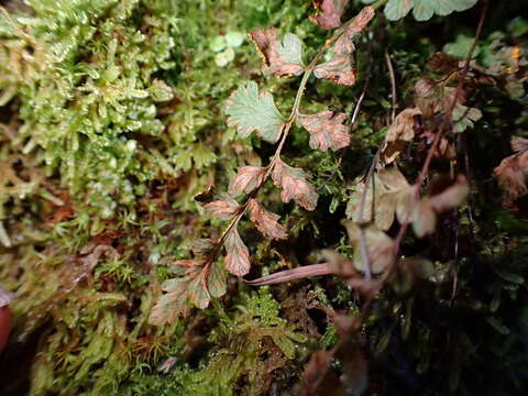 Image de Hyalopsora polypodii (Pers.) Magnus 1901