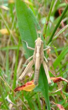 Image of Common Field Grasshopper