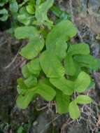 Image of twolobe passionflower