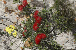 Image de Melaleuca aestiva (K. J. Brooks) Craven & R. D. Edwards