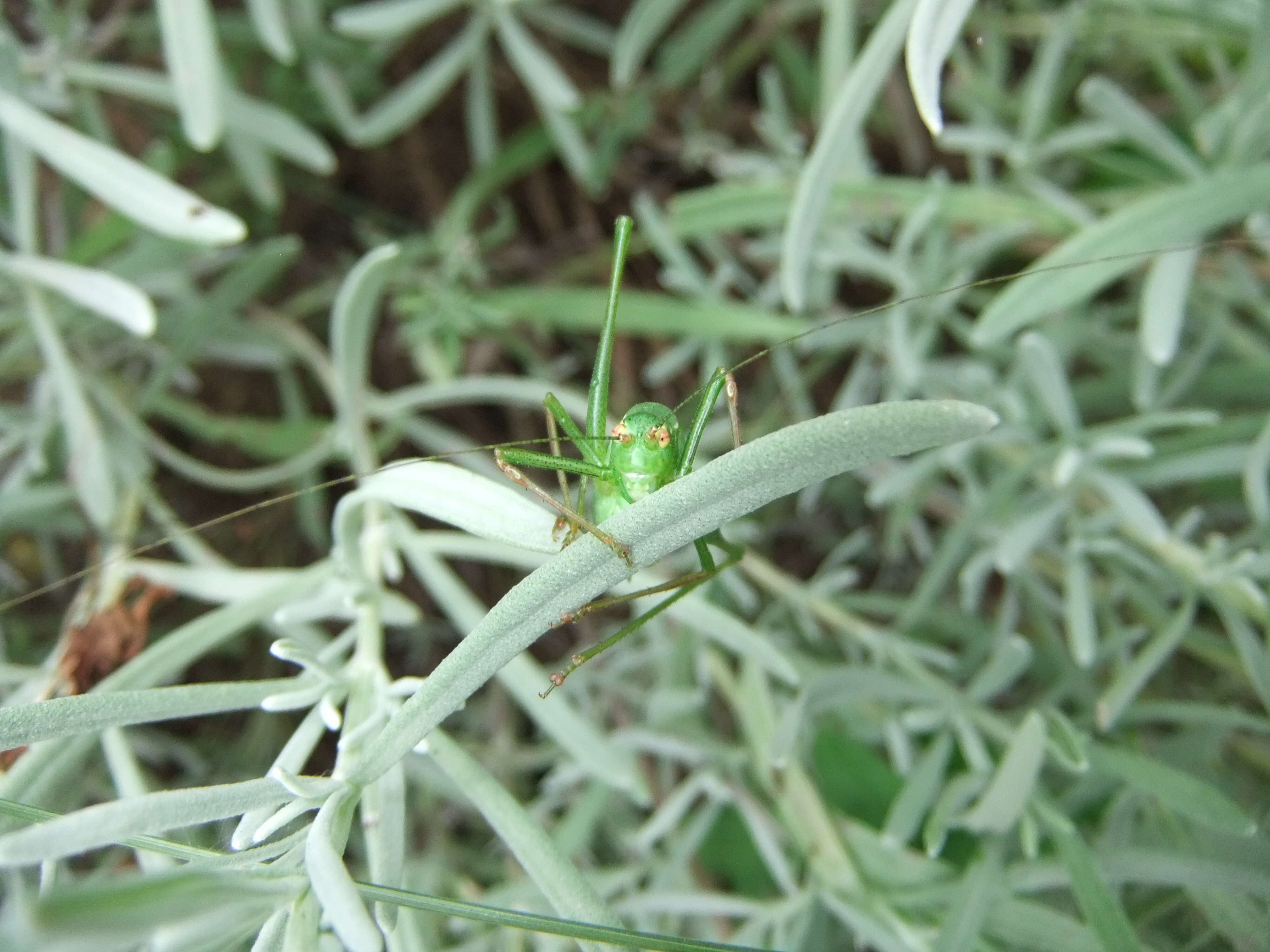 Image of speckled bush-cricket