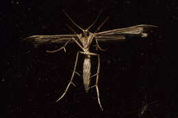 Image of Platyptilia isodactylus (Zeller 1852)
