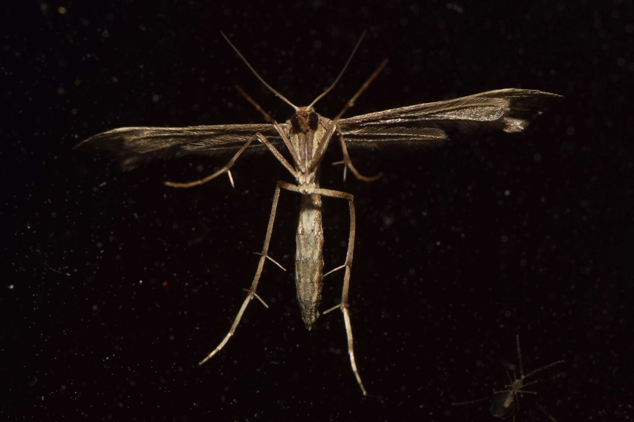 Image of Hoary Plume Moth