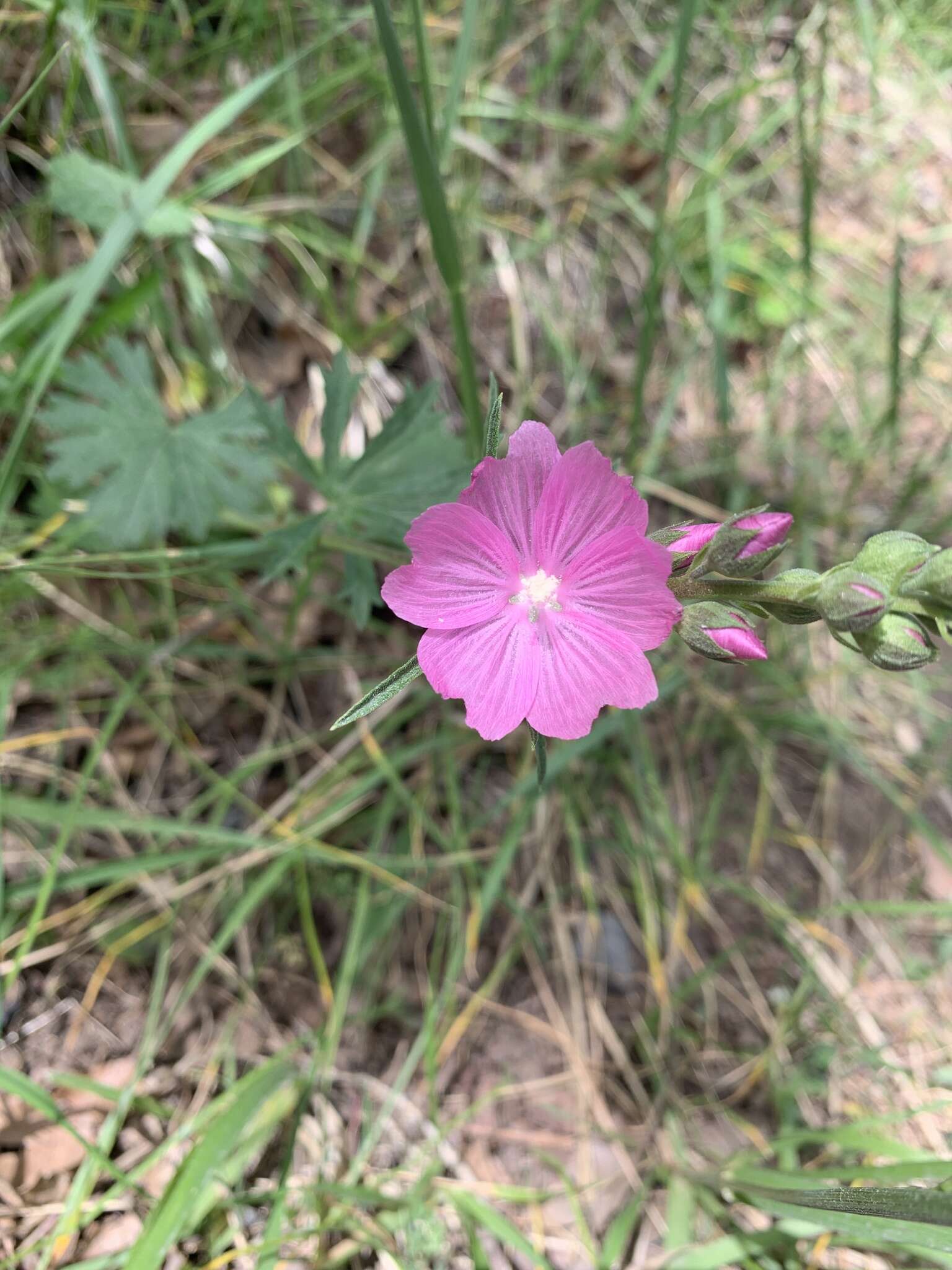 Image of dwarf checkerbloom