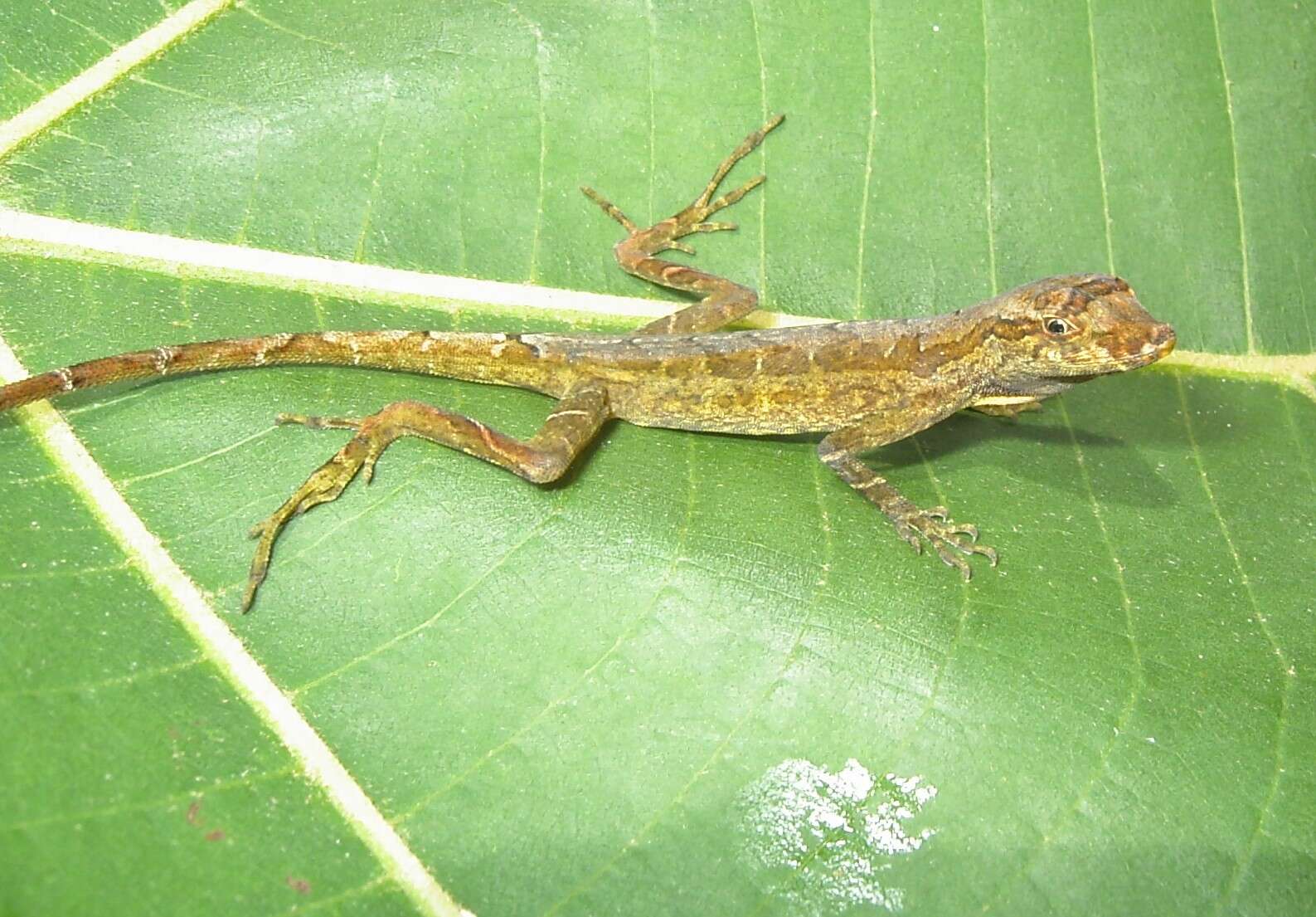 Image of Common Forest Anole