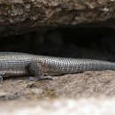 Image of Western Giant Plated Lizard