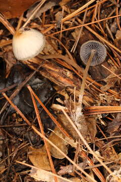 Image of Psathyrella amarescens Arnolds 2003