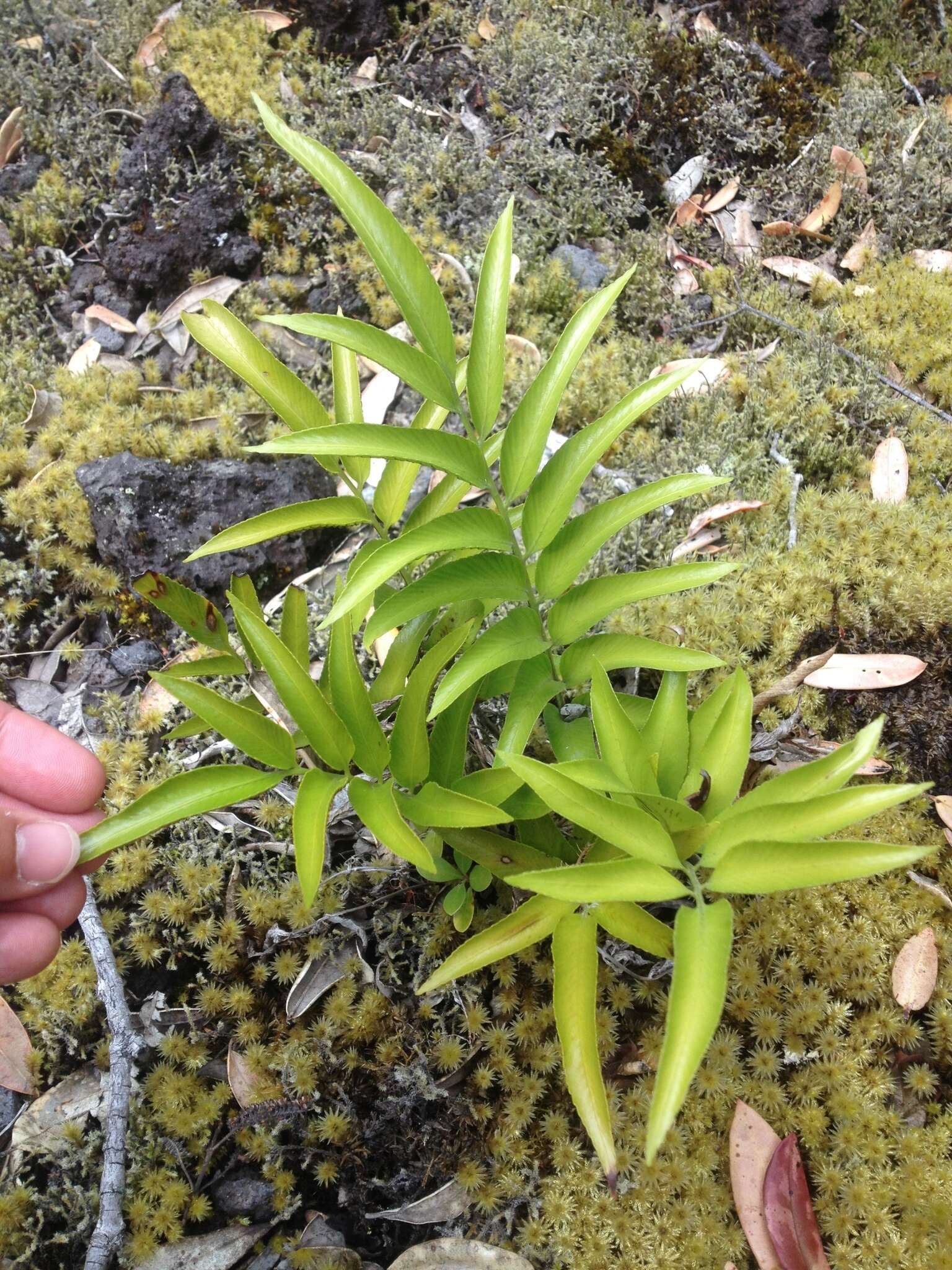 Image of Asplenium oblongifolium Col.