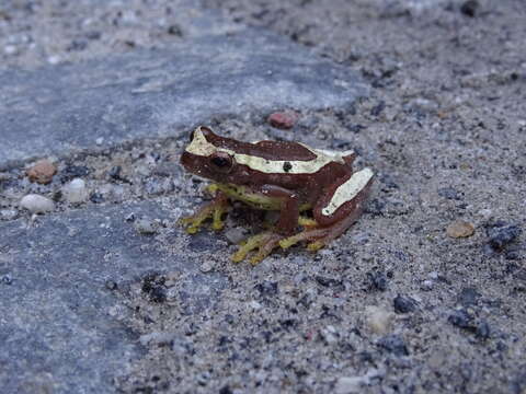 Sivun Dendropsophus elegans (Wied-Neuwied 1824) kuva