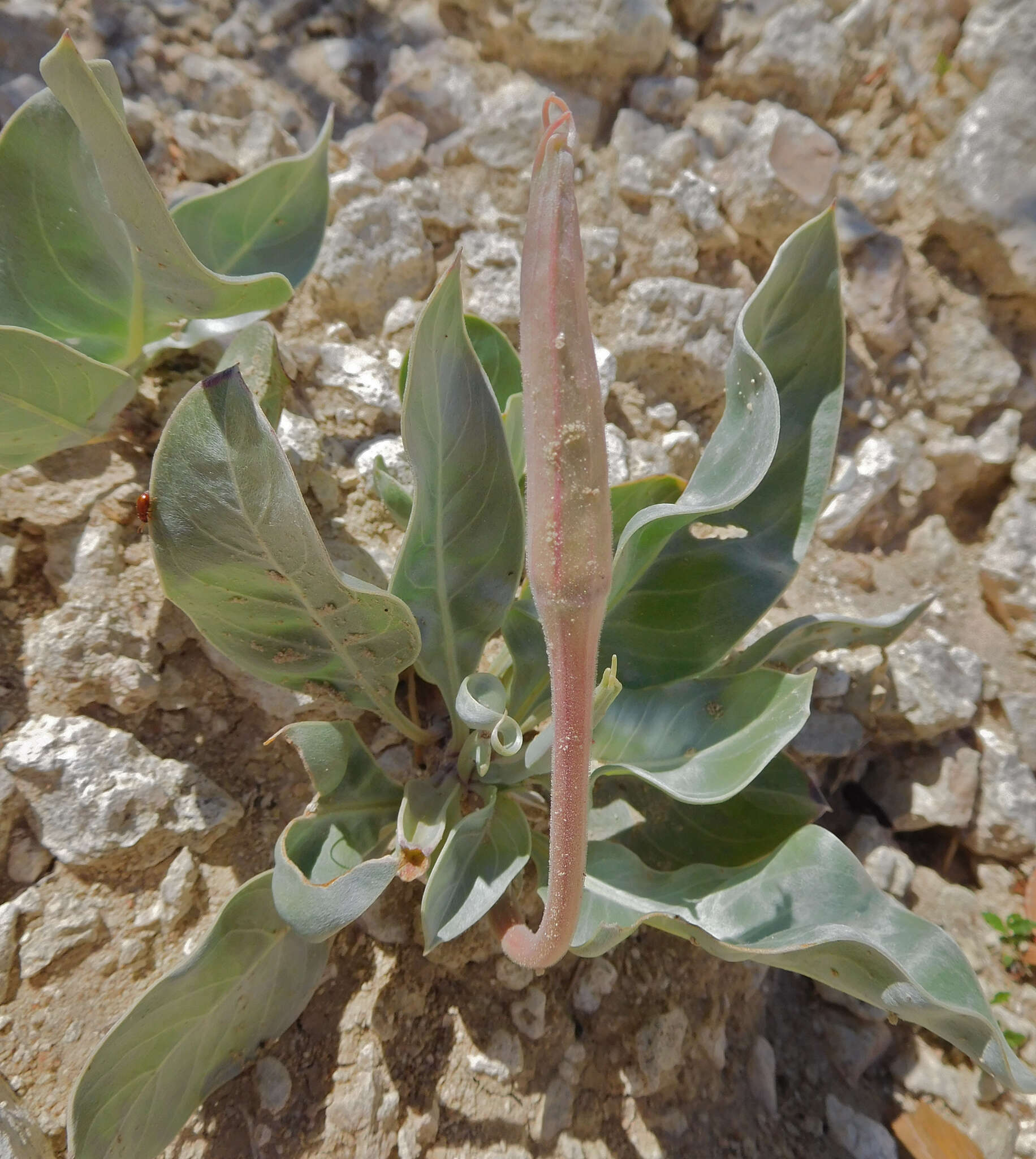 Imagem de Oenothera macrocarpa subsp. incana (A. Gray) W. L. Wagner