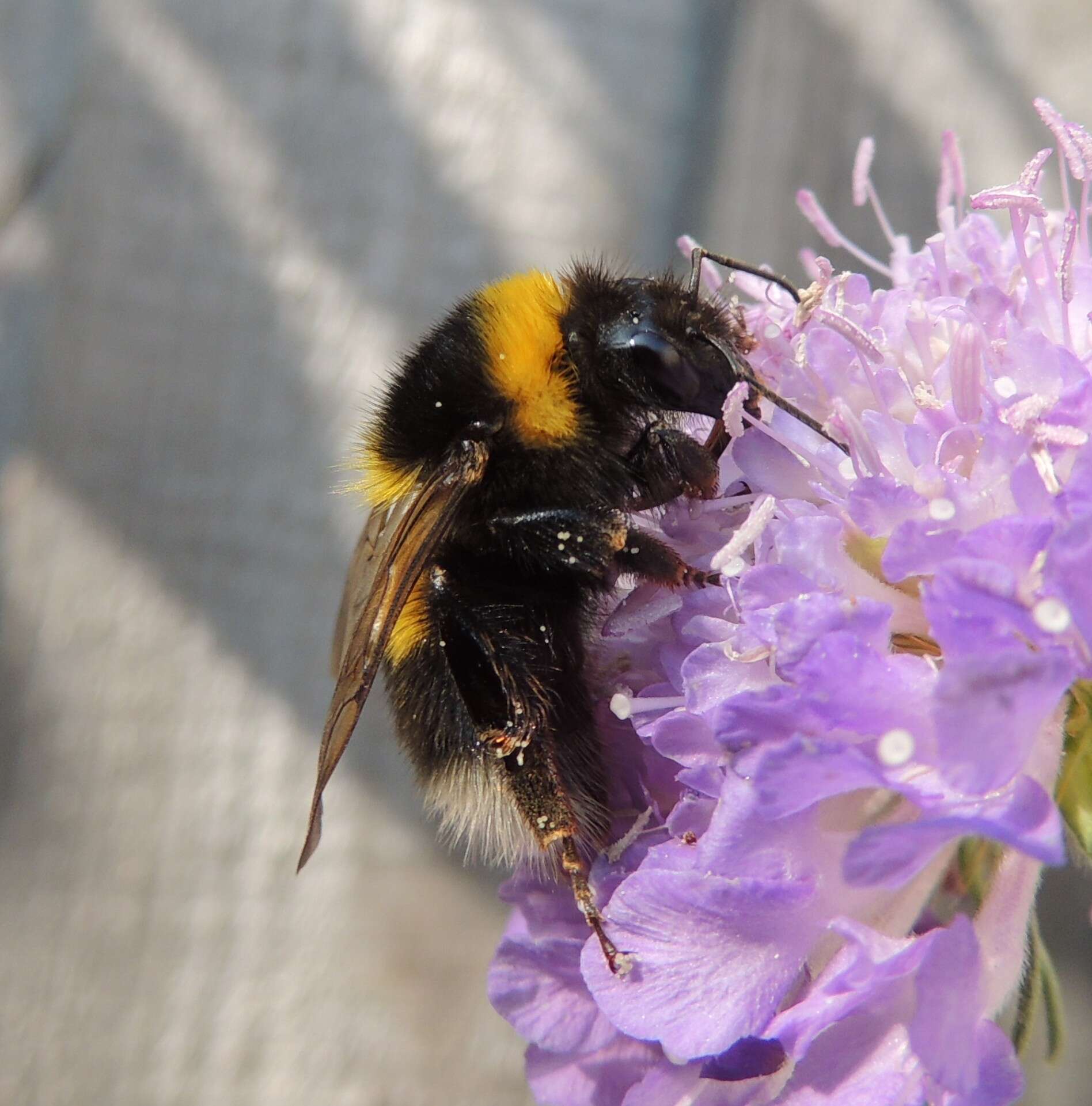 Image of Small garden bumblebee