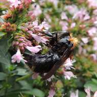 Image of Bombus hypnorum (Linnaeus 1758)