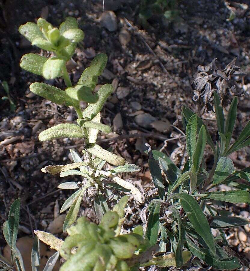 Image of California rockcress