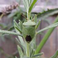 Image of Green shield bug