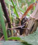 Image of dark bush-cricket