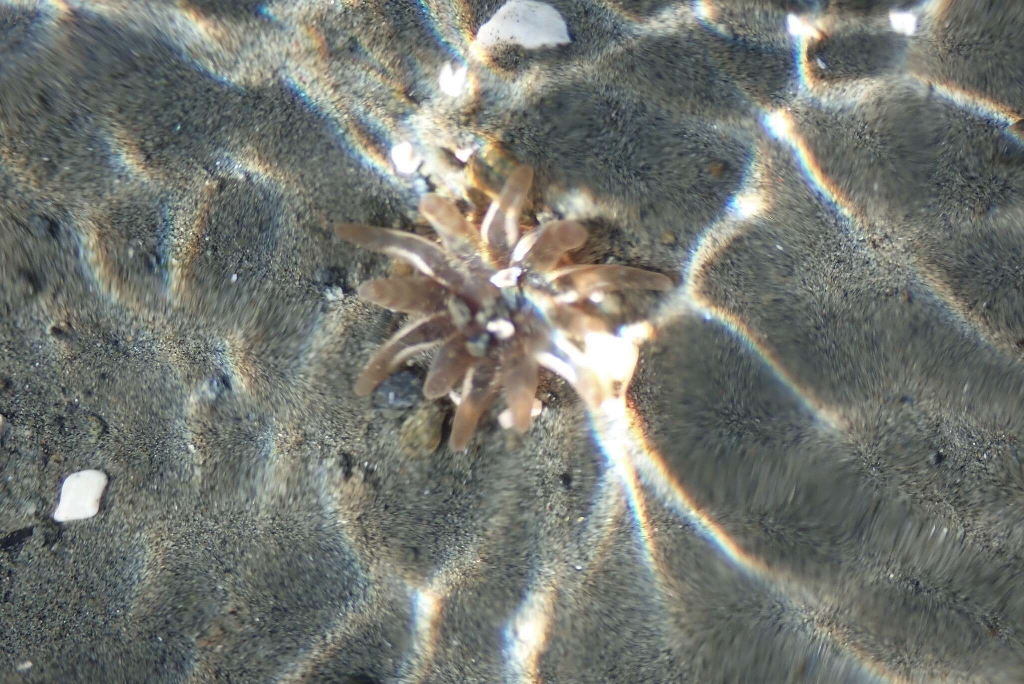 Image of cryptic burrowing anemone