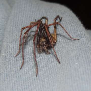 Image of Barn Funnel Weaver