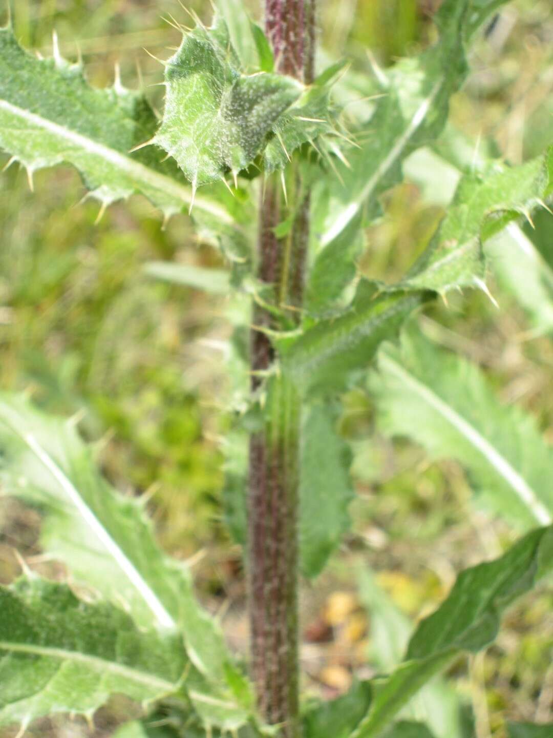 Plancia ëd Cirsium parryi (A. Gray) Petr.