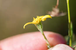 Image de Osteospermum ciliatum Berg.