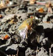 Image of Anthophora plumipes (Pallas 1772)